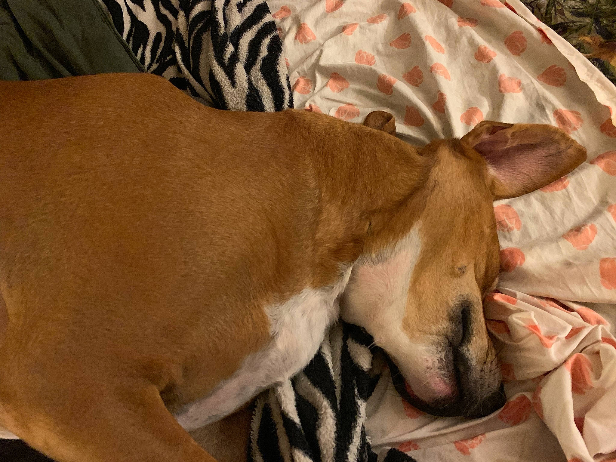 Tucker joined the competition — help win amazing prizes! canidae, carnivore, collar, comfort, companion_dog, dog, dog_breed, dog_supply, ear, fawn, fur, nap, non_sporting_group, paw, sleep, snout, sporting_group, terrestrial_animal, whiskers, working_animal