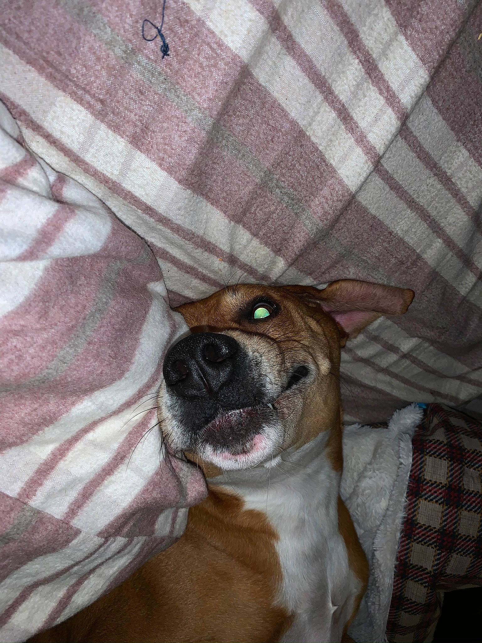 Tucker is registered to the contest to win money with this photo: canidae, carnivore, collar, comfort, companion_dog, dog, dog_breed, dog_supply, door, fawn, fur, linens, pattern, plaid, snout, tartan, whiskers, wood, working_animal, woven_fabric