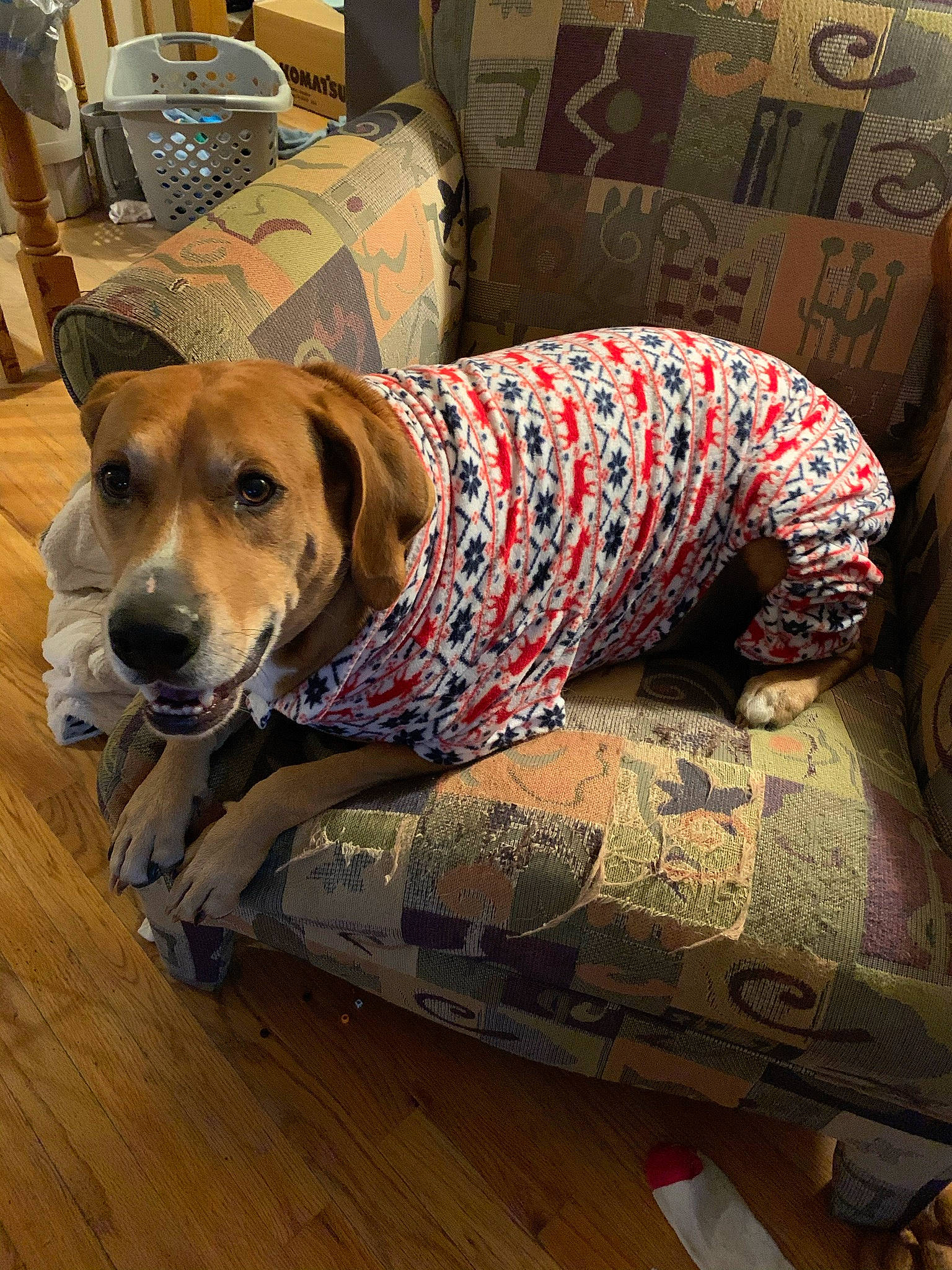 Tucker is registered to the contest to win money with this photo: canidae, carnivore, chair, collar, comfort, companion_dog, dog, dog_breed, dog_supply, fawn, floor, flooring, hardwood, pattern, pet_supply, snout, sporting_group, wood, wood_flooring, working_animal