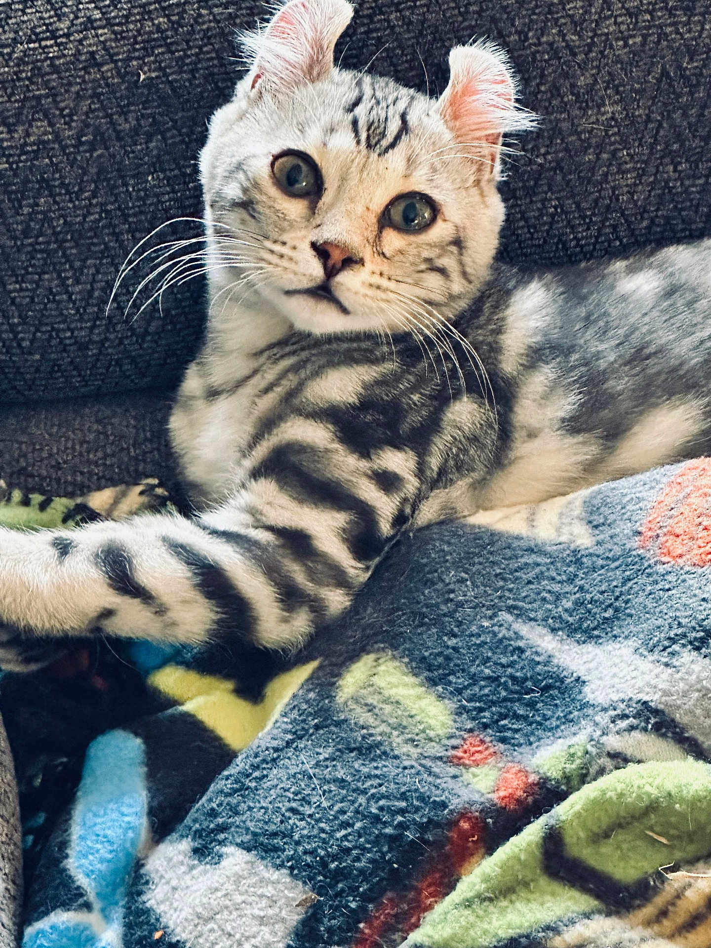 Blue joined the competition — help win amazing prizes! cat, kitten, tabby, striped, feline, pet, animal, cute, resting, blanket, fleece, colorful, indoor, cozy, whiskers, ears, eyes, couch, fur, closeup