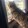 Midas is registered to the contest to win money with this photo: animal, cat, curtain, daylight, domestic_animal, ears, feline, fluffy, fur, houseplant, indoor, long_hair, looking_outside, paws, pet, relaxed, sunlight, whiskers, window, windowsill