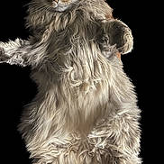 Midas is registered to the contest to win money with this photo: animal, cat, cute, domestic, ears, feline, fluffy, fur, isolated, laying, legs, long_hair, mammal, paws, pet, portrait, relaxed, soft, sprawled, whiskers