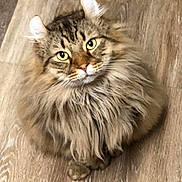 Midas joined the competition — help win amazing prizes! cat, fluffy, long_hair, yellow_eyes, wooden_floor, pet, animal, cute, feline, indoor, sitting, curious, mammal, domestic, whiskers, ears, face, fur, portrait, looking_up