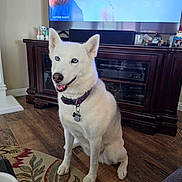 Akira is registered to the contest to win money with this photo: dog, white_dog, blue_eyes, sitting, collar, living_room, wooden_floor, rug, television, cabinet, indoor, pet, happy, ears_up, fur, home, furniture, smiling, domestic_animal, wood