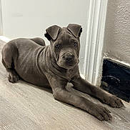 Fenna joined the competition — help win amazing prizes! baseboard, curious, dog, door_frame, ears, eyes, flooring, gray_coat, indoor, lying_down, paws, pet, portrait, puppy, resting, short_hair, snout, wood_floor, wrinkled_skin, young