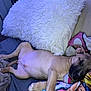 King is registered to the contest to win money with this photo: puppy, dog, sleeping, bed, blanket, pillow, indoor, cute, pet, fur, rest, cozy, relaxation, animal, canine, snout, paw, napping, soft, comfort