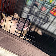 King is registered to the contest to win money with this photo: dog, crate, pet, resting, sleepy, indoor, blanket, cage, animal, brown, closeup, cozy, relaxed, furniture, paw, snout, canine, domestic, comfort, home