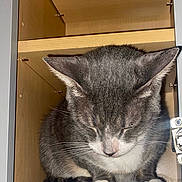 Precious is registered to the contest to win money with this photo: cat, gray_cat, white_cat, sleeping, closed_eyes, wooden_cabinet, furniture, indoor, pet, animal, whiskers, paws, resting, cozy, cute, domestic_cat, fur, tabby, quiet, hidden