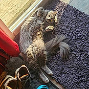 Elliott joined the competition — help win amazing prizes! cat, gray_cat, fluffy_cat, pet, indoor, sunlight, door, mat, rug, boots, footwear, blue_crocs, decorations, floor, relaxing, cozy, home, window, sunny, animal