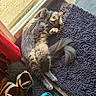 cat, gray_cat, fluffy_cat, pet, indoor, sunlight, door, mat, rug, boots, footwear, blue_crocs, decorations, floor, relaxing, cozy, home, window, sunny, animal