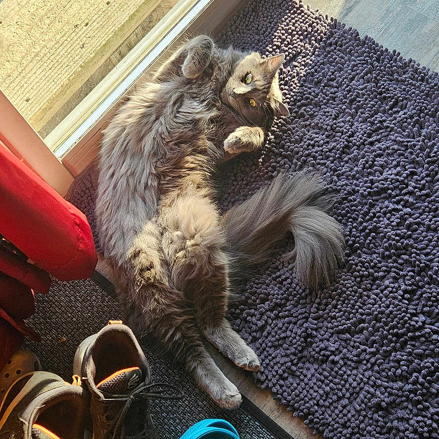 Elliott