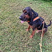Scooby is registered to the contest to win money with this photo: dog, bloodhound, canine, pet, animal, outdoor, grass, leash, harness, sitting, tongue_out, brown, black, ears, snout, muzzle, nature, daylight, companion, friendly