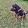 Scooby