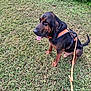 dog, bloodhound, canine, pet, animal, outdoor, grass, leash, harness, sitting, tongue_out, brown, black, ears, snout, muzzle, nature, daylight, companion, friendly