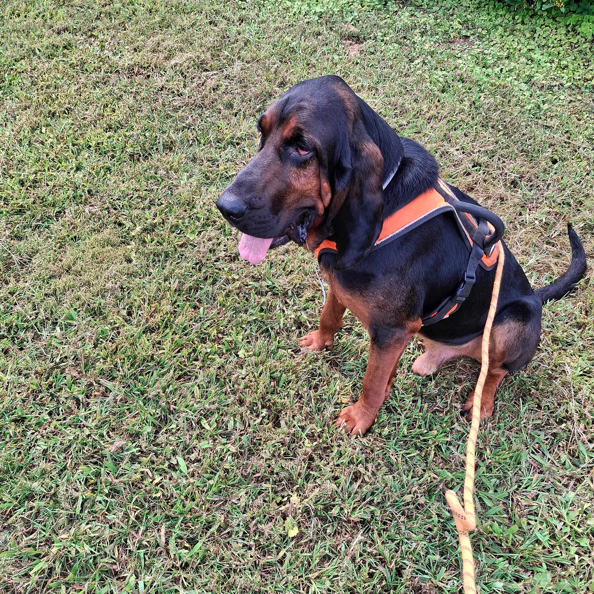Scooby is registered to the contest to win money with this photo: dog, bloodhound, canine, pet, animal, outdoor, grass, leash, harness, sitting, tongue_out, brown, black, ears, snout, muzzle, nature, daylight, companion, friendly