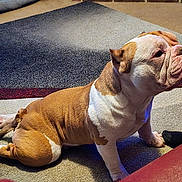 Famo joined the competition — help win amazing prizes! dog, bulldog, pet, indoor, carpet, brown, white, animal, mammal, laying_down, wrinkles, cute, ears, paws, snout, fur, domestic_animal, looking, resting, house