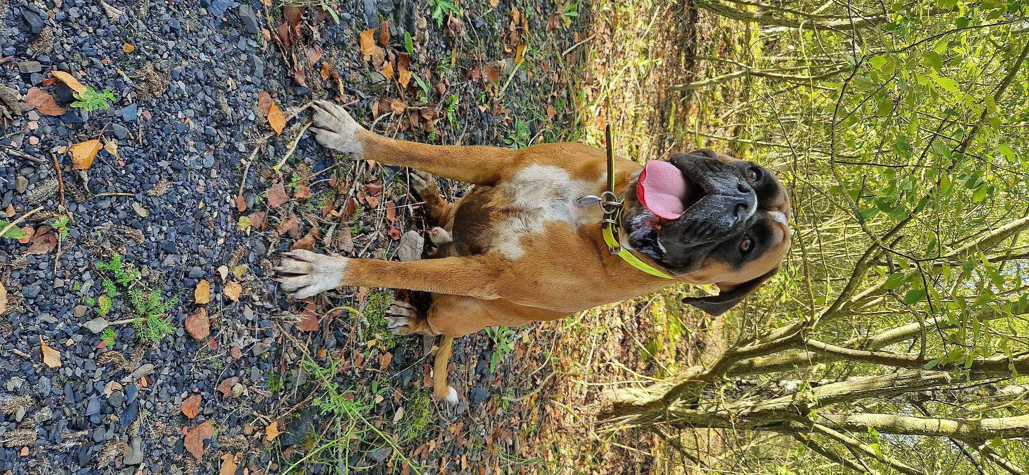 Ruffus a rejoint le concours — aidez-le/la à gagner de superbes lots ! adventure, canidae, carnivore, dog, dog_breed, fawn, grass, hat, liver, people_in_nature, plant, recreation, soil, sporting_group, tail, terrestrial_animal, tree, trunk, wood, working_animal