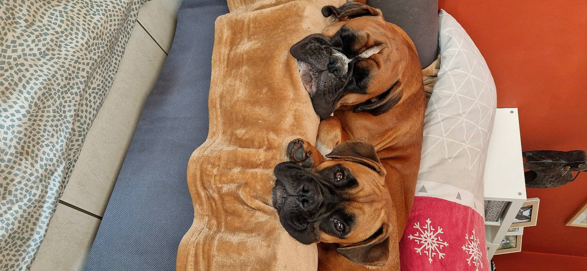 Ruffus participe au concours pour gagner de l'argent avec cette photo : canidae, carnivore, comfort, companion_dog, dog, dog_breed, dog_collar, dog_supply, fawn, flooring, hardwood, linens, pet_supply, pug, snout, sporting_group, toy_dog, wood, working_animal, wrinkle