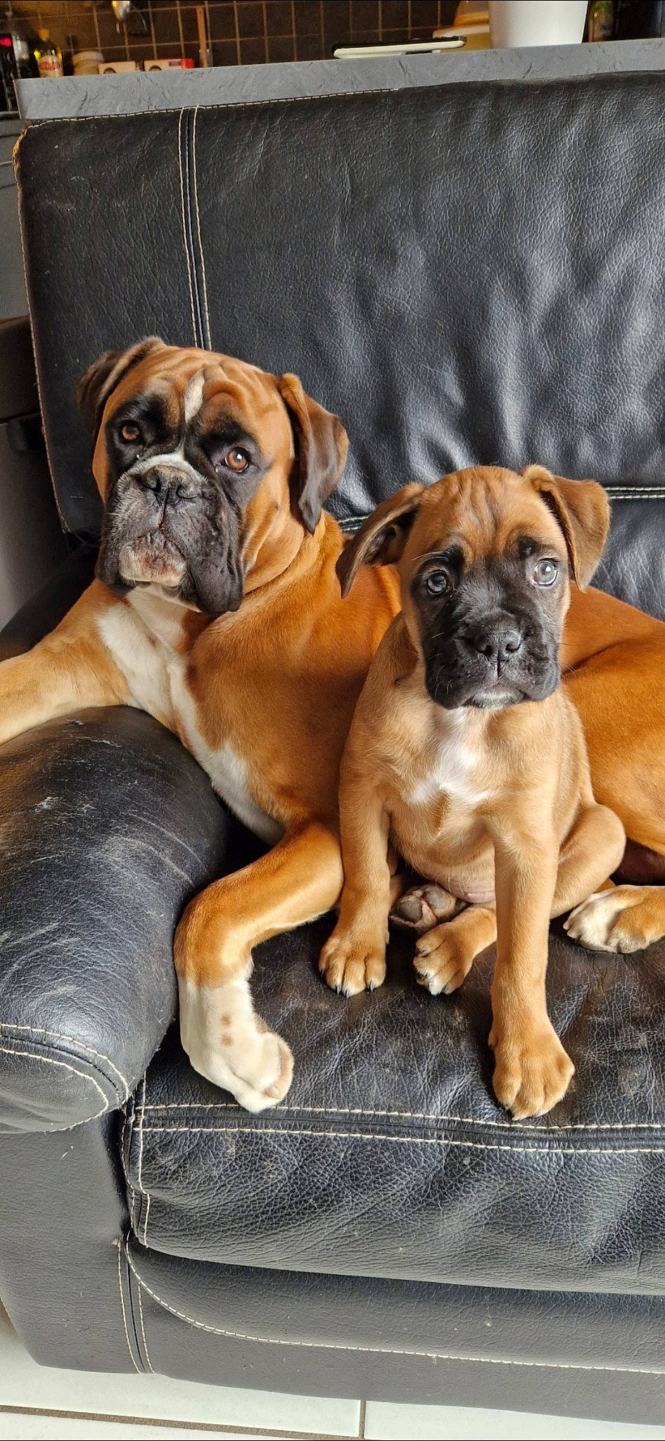 Ruffus a rejoint le concours — aidez-le/la à gagner de superbes lots ! ancient_dog_breeds, biting, boxer, canidae, carnivore, companion_dog, dog, dog_breed, fawn, non_sporting_group, plant, snout, sporting_group, terrestrial_animal, window, working_dog, wrinkle