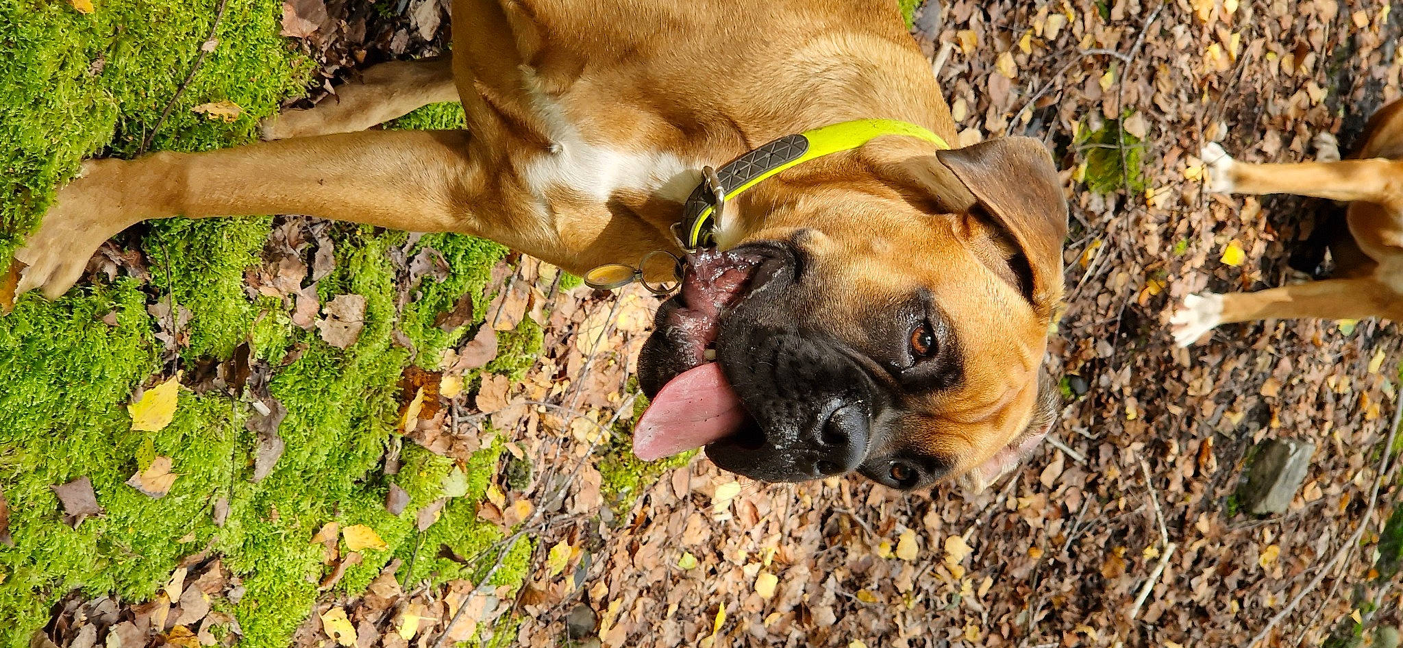 Didi participe au concours pour gagner de l'argent avec cette photo : biting, canidae, carnivore, collar, companion_dog, dog, dog_breed, dog_collar, dog_supply, fawn, grass, pet_supply, plant, pug, snout, soil, sporting_group, terrestrial_animal, working_animal, wrinkle