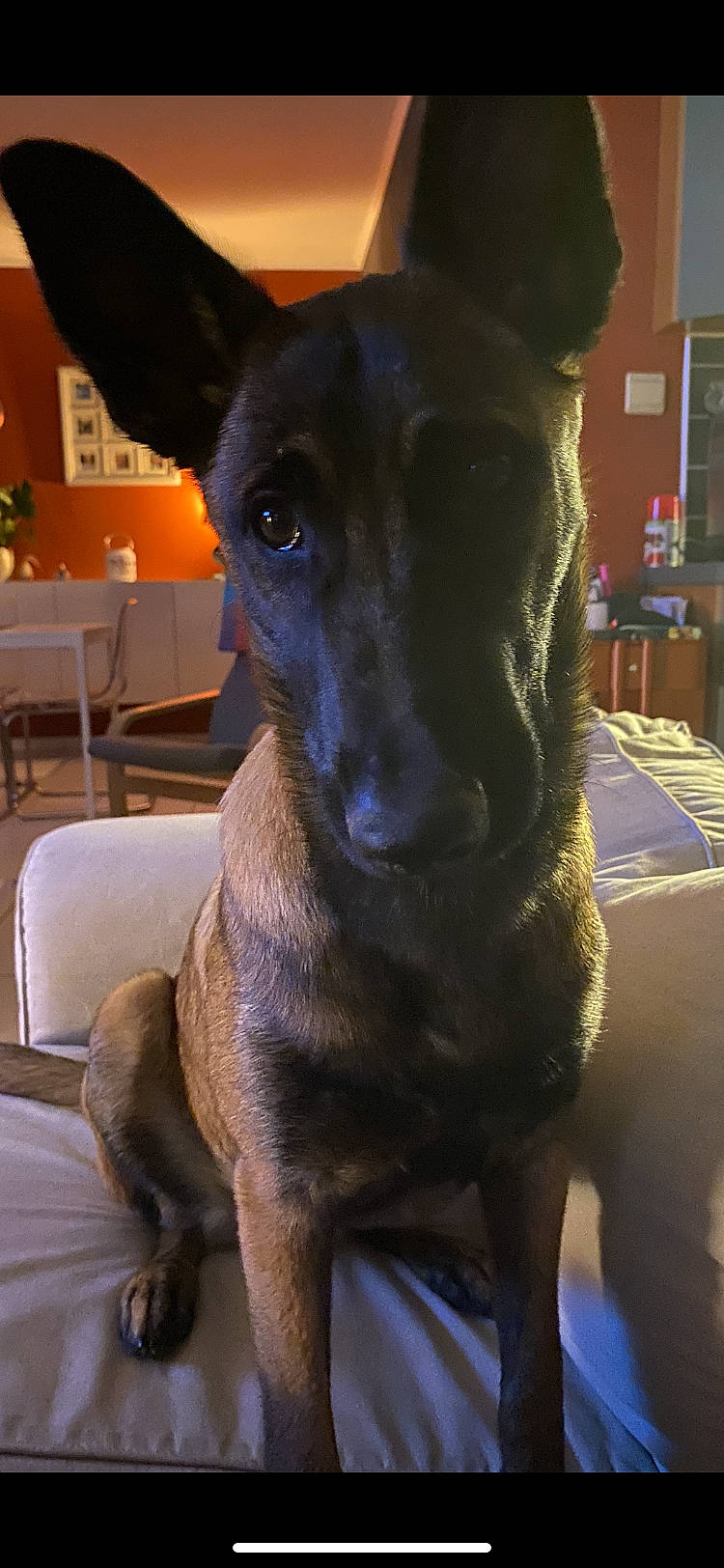 Themis participe au concours pour gagner de l'argent avec cette photo : canidae, carnivore, chair, companion_dog, dog, dog_breed, ear, electric_blue, fawn, fur, houseplant, jaw, pet_supply, plant, snout, sporting_group, terrestrial_animal, toy_dog, whiskers, working_animal