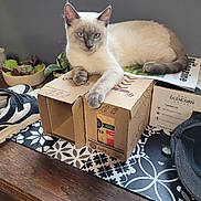 Blue participe au concours pour gagner de l'argent avec cette photo : cat, siamese_cat, cardboard_box, table, wood, sneakers, shoes, plants, succulents, magazines, indoor, pet, feline, resting, paw, blue_eyes, gray_wall, decor, houseplant, casual