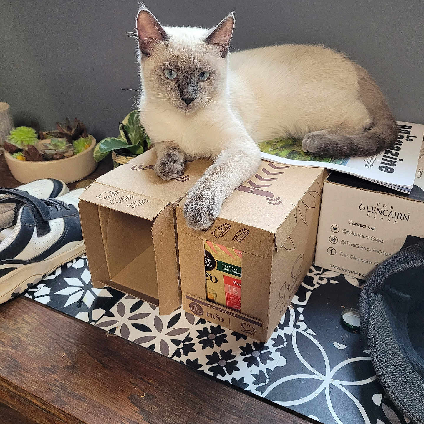 Blue participe au concours pour gagner de l'argent avec cette photo : blue_eyes, cardboard_box, casual, cat, decor, feline, gray_wall, houseplant, indoor, magazines, paw, pet, plants, resting, shoes, siamese_cat, sneakers, succulents, table, wood