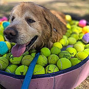 Harley James is registered to the contest to win money with this photo: dog, golden_retriever, tennis_balls, pool, pink_pool, leash, outdoor, sunny, grass, tongue_out, pet, animal, playful, summer, happy, canine, close_up, daytime, nature, water_drops