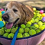 dog, golden_retriever, tennis_balls, pool, pink_pool, leash, outdoor, sunny, grass, tongue_out, pet, animal, playful, summer, happy, canine, close_up, daytime, nature, water_drops