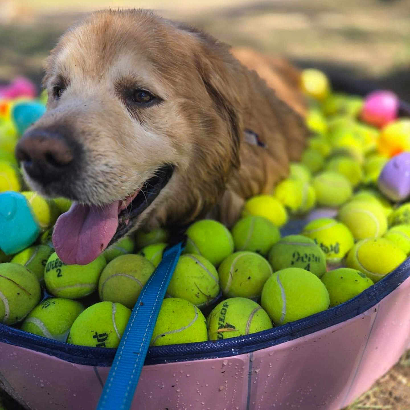 Harley James is registered to the contest to win money with this photo: animal, canine, close_up, daytime, dog, golden_retriever, grass, happy, leash, nature, outdoor, pet, pink_pool, playful, pool, summer, sunny, tennis_balls, tongue_out, water_drops