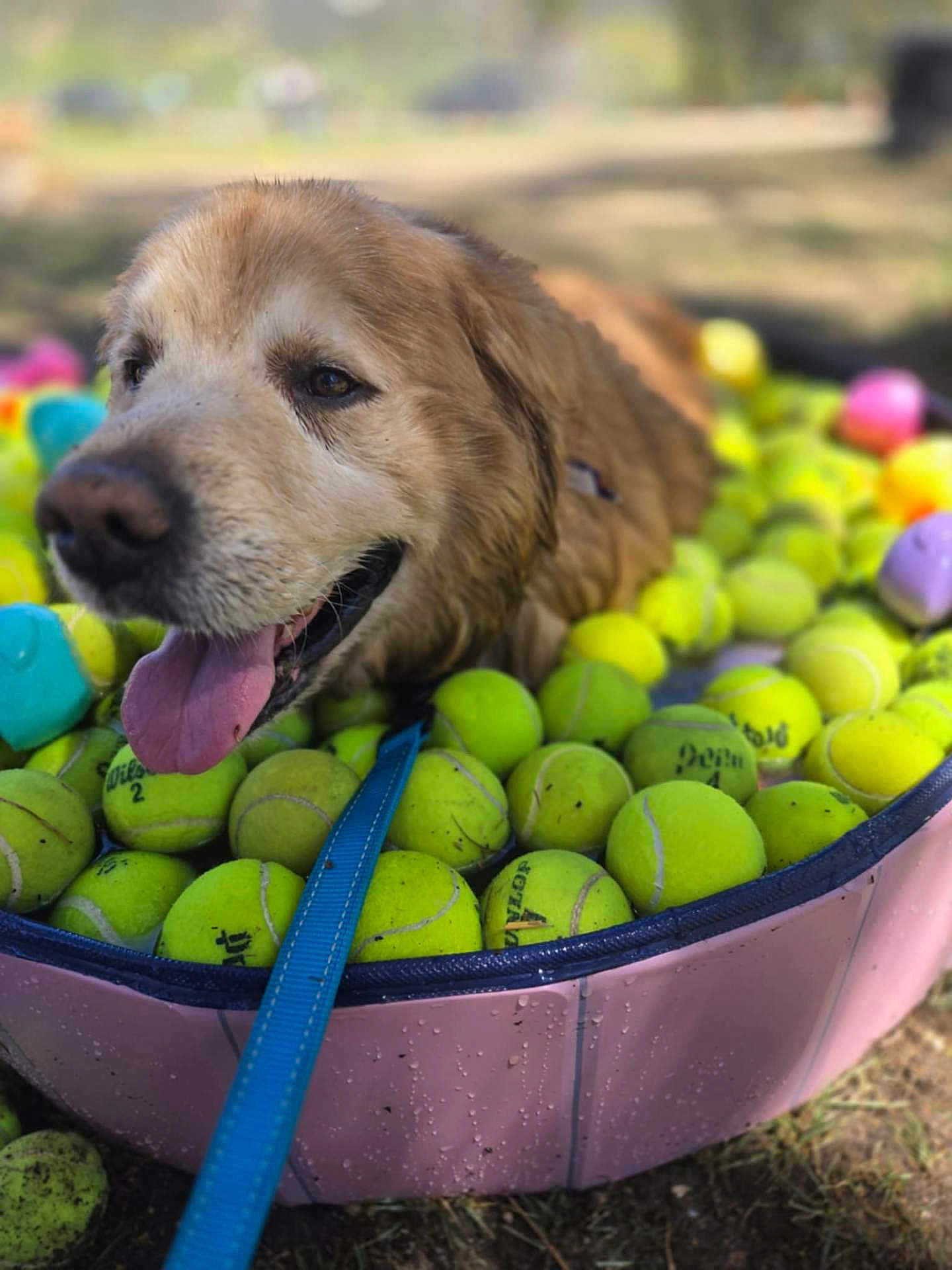 Harley James is registered to the contest to win money with this photo: dog, golden_retriever, tennis_balls, pool, pink_pool, leash, outdoor, sunny, grass, tongue_out, pet, animal, playful, summer, happy, canine, close_up, daytime, nature, water_drops