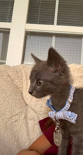 Milo joined the competition — help win amazing prizes! black_cat, canidae, carnivore, cat, cat_supply, chartreux, claw, comfort, domestic_short_haired_cat, fawn, felidae, fur, grey, russian_blue, small_to_medium_sized_cats, snout, tail, whiskers, window, wood