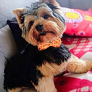 Tobby a rejoint le concours — aidez-le/la à gagner de superbes lots ! animal, black_fur, blanket, bow_tie, canine, companion, cozy, curious, cute, dog, domestic, fluffy_fur, furry, indoor, paw, pet, portrait, sitting, small_dog, tan_fur