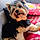 Tobby