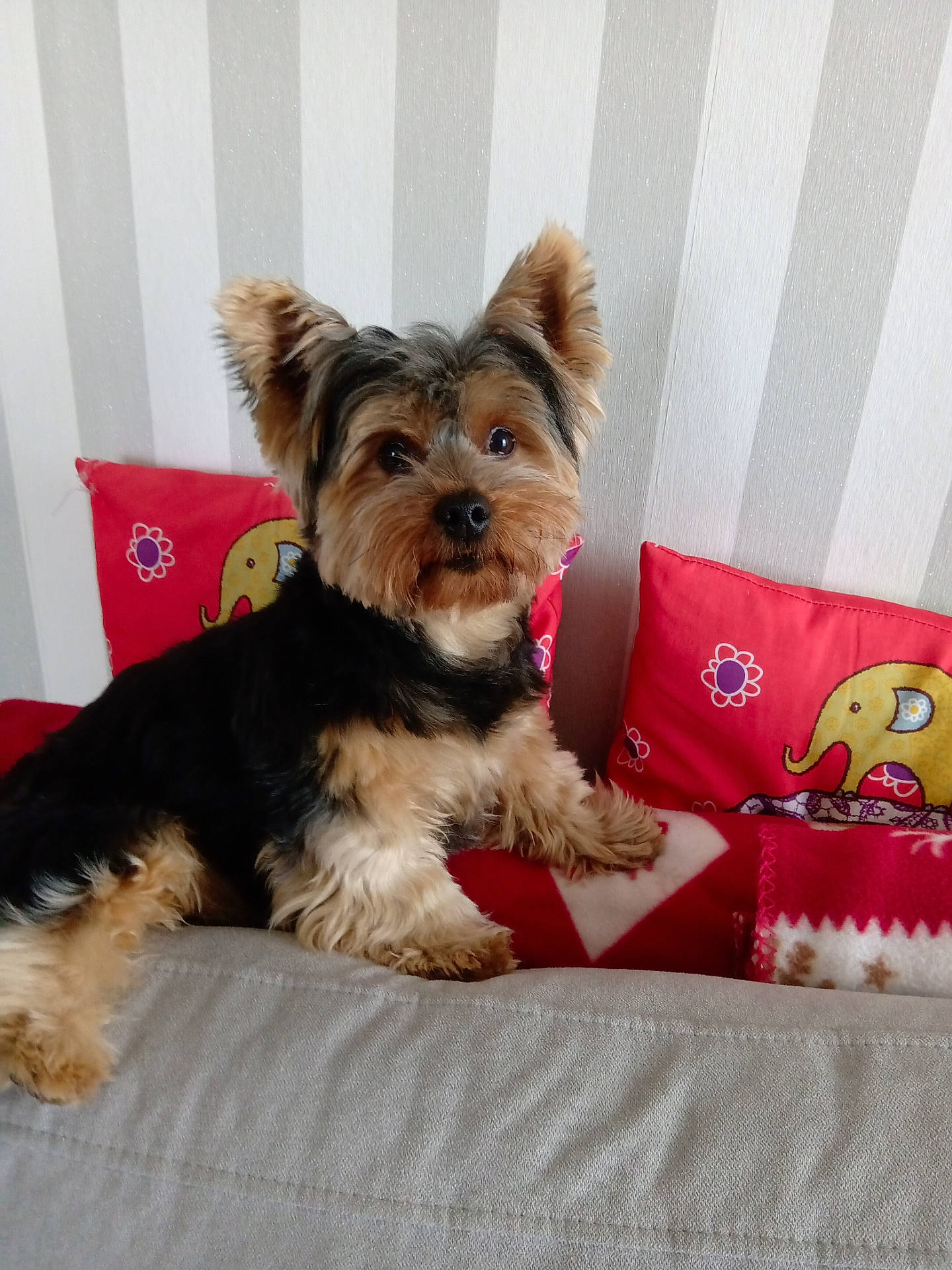Tobby participe au concours pour gagner de l'argent avec cette photo : affenpinscher, airedale, animal, architecture, building, canine, chair, couch, cushion, dog, furniture, homedecor, indoors, interiordesign, livingroom, pet, pillow, puppy, room, terrier