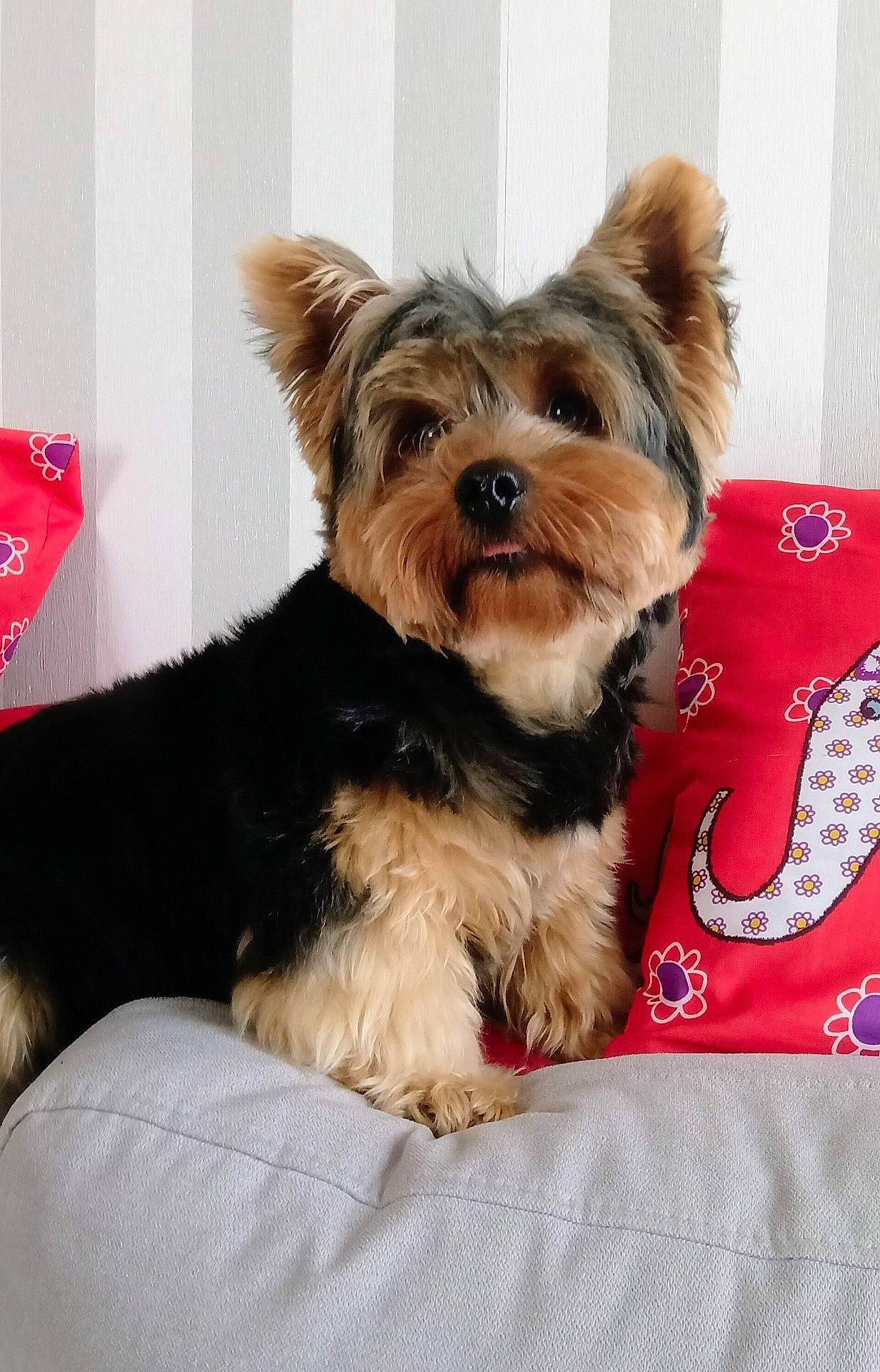 Tobby participe au concours pour gagner de l'argent avec cette photo : affenpinscher, airedale, animal, architecture, building, canine, cockerspaniel, couch, cushion, dog, furniture, homedecor, indoors, linen, livingroom, pet, pillow, puppy, room, terrier