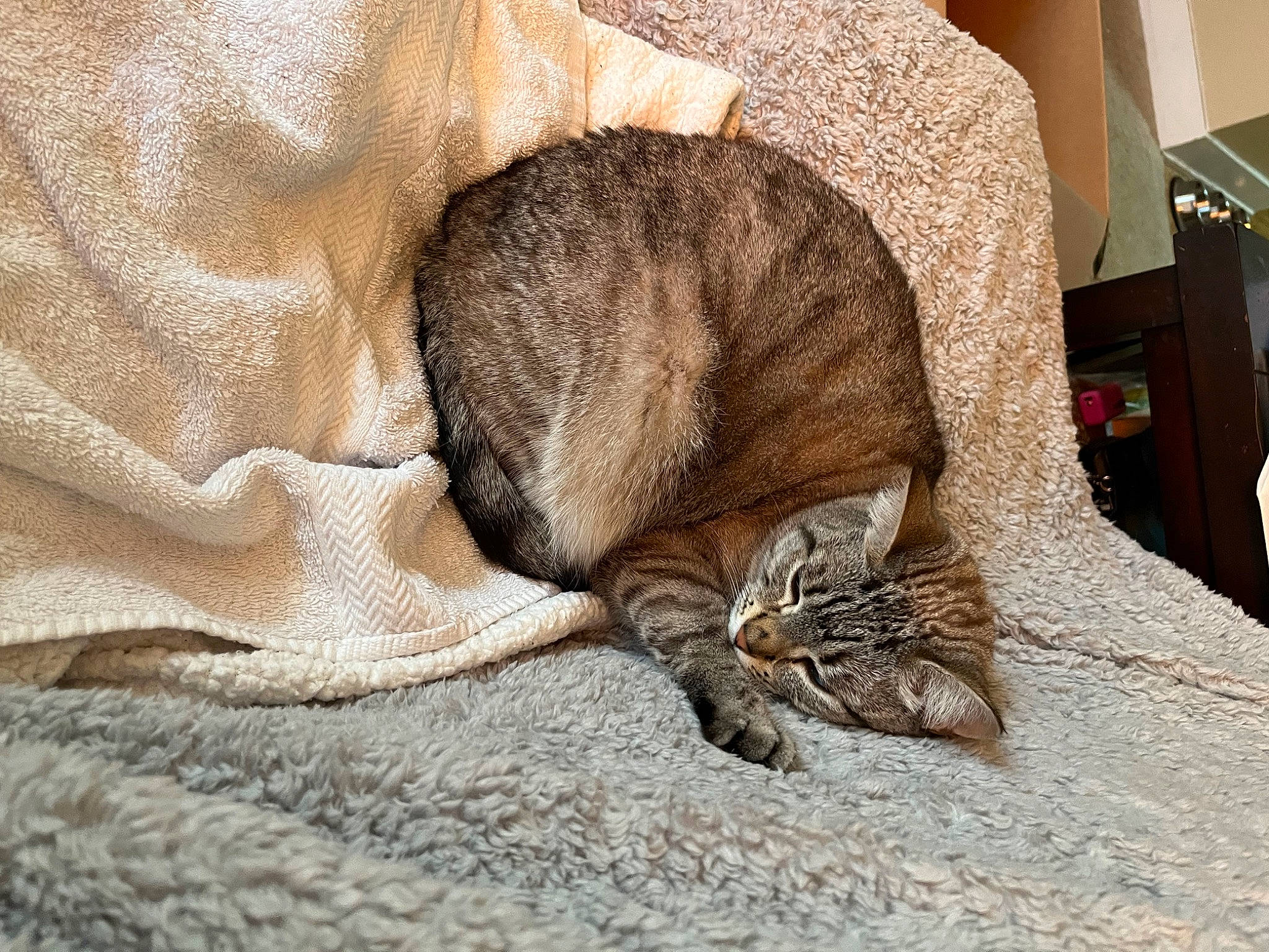 Elsa is registered to the contest to win money with this photo: carnivore, cat, claw, comfort, domestic_short_haired_cat, fawn, felidae, fur, grey, linens, nap, paw, sleep, small_to_medium_sized_cats, snout, tail, terrestrial_animal, whiskers, wildlife, wood