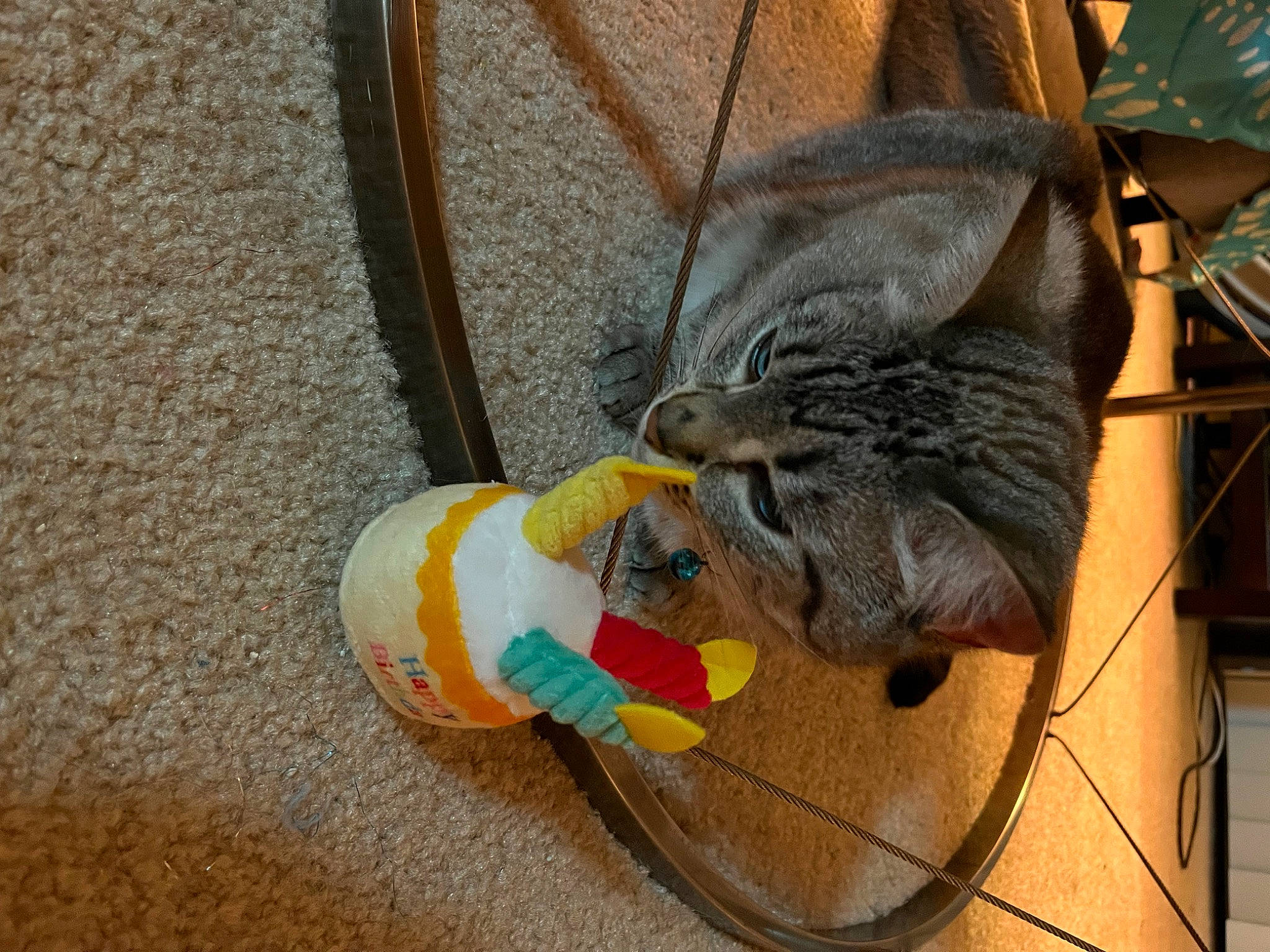 Elsa is registered to the contest to win money with this photo: automotive_tire, bicycle_tire, canidae, carnivore, cat, cat_toy, claw, comfort, domestic_short_haired_cat, felidae, flooring, foot, fur, household_cleaning_supply, pet_supply, small_to_medium_sized_cats, snout, tail, whiskers, wood