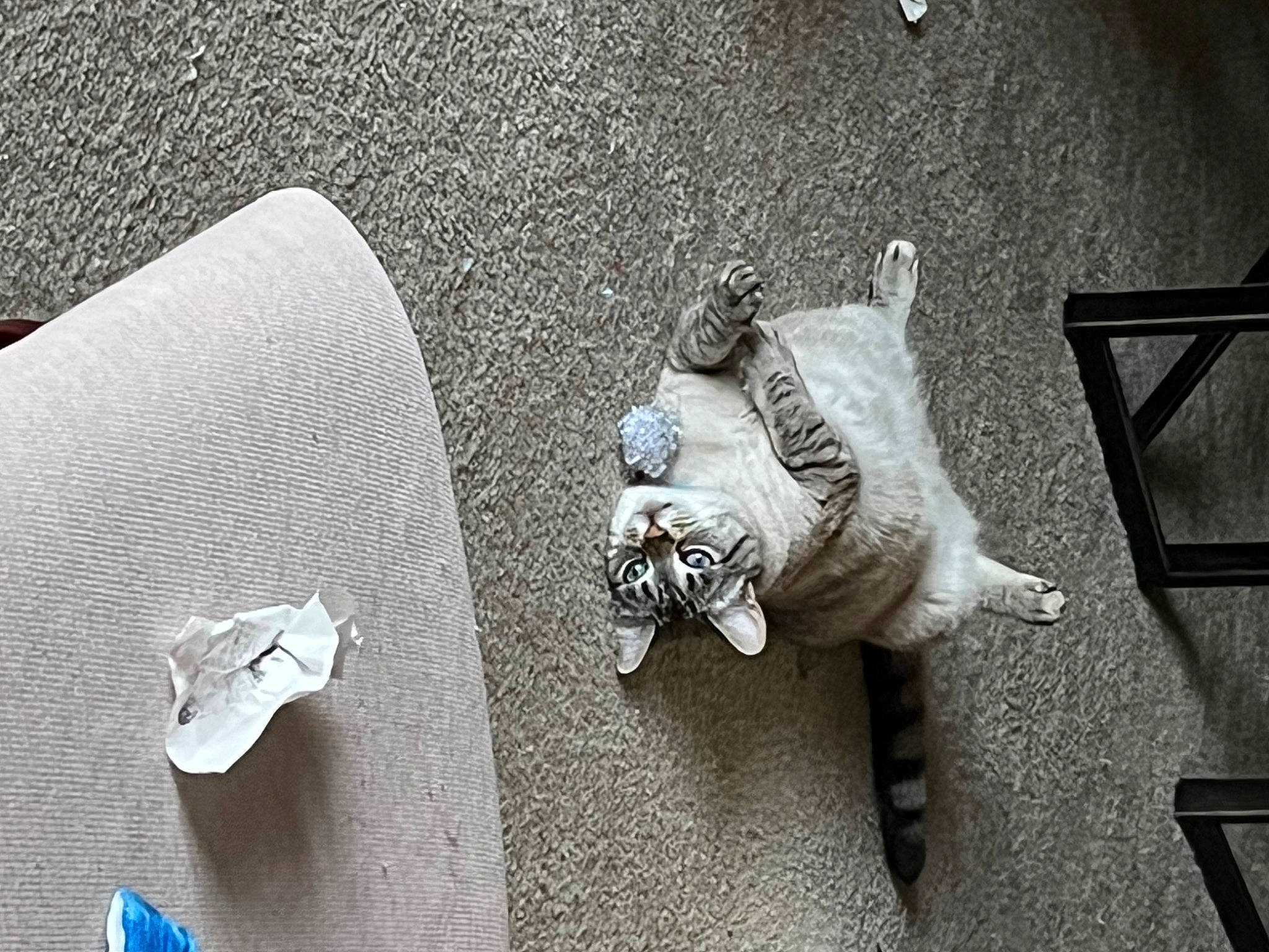 Cutie is registered to the contest to win money with this photo: art, asphalt, circle, concrete, fashion_accessory, flooring, font, grey, metal, monochrome, monochrome_photography, pattern, road_surface, shadow, sidewalk, sitting, still_life_photography, tail, wing, wood