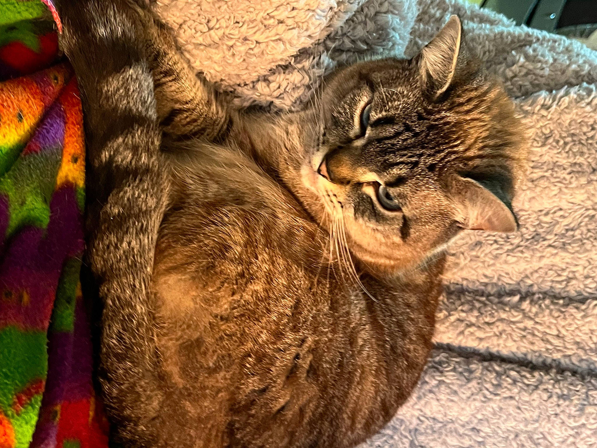 Cutie joined the competition — help win amazing prizes! carnivore, cat, cat_supply, claw, domestic_short_haired_cat, fawn, felidae, fur, grass, pattern, paw, small_to_medium_sized_cats, snout, tail, terrestrial_animal, tree, trunk, whiskers, wildlife, wood