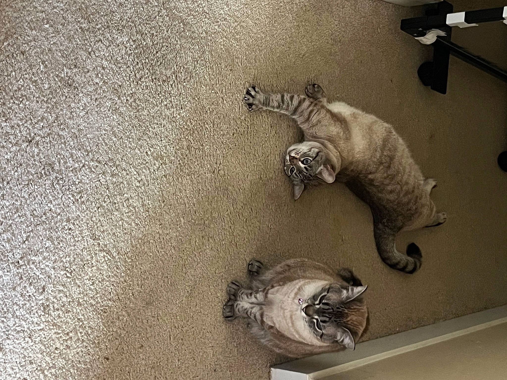 Cutie is registered to the contest to win money with this photo: art, big_cats, carnivore, concrete, felidae, flooring, grey, metal, paw, plaster, reptile, scaled_reptile, sculpture, small_to_medium_sized_cats, snout, statue, tail, terrestrial_animal, visual_arts, wood