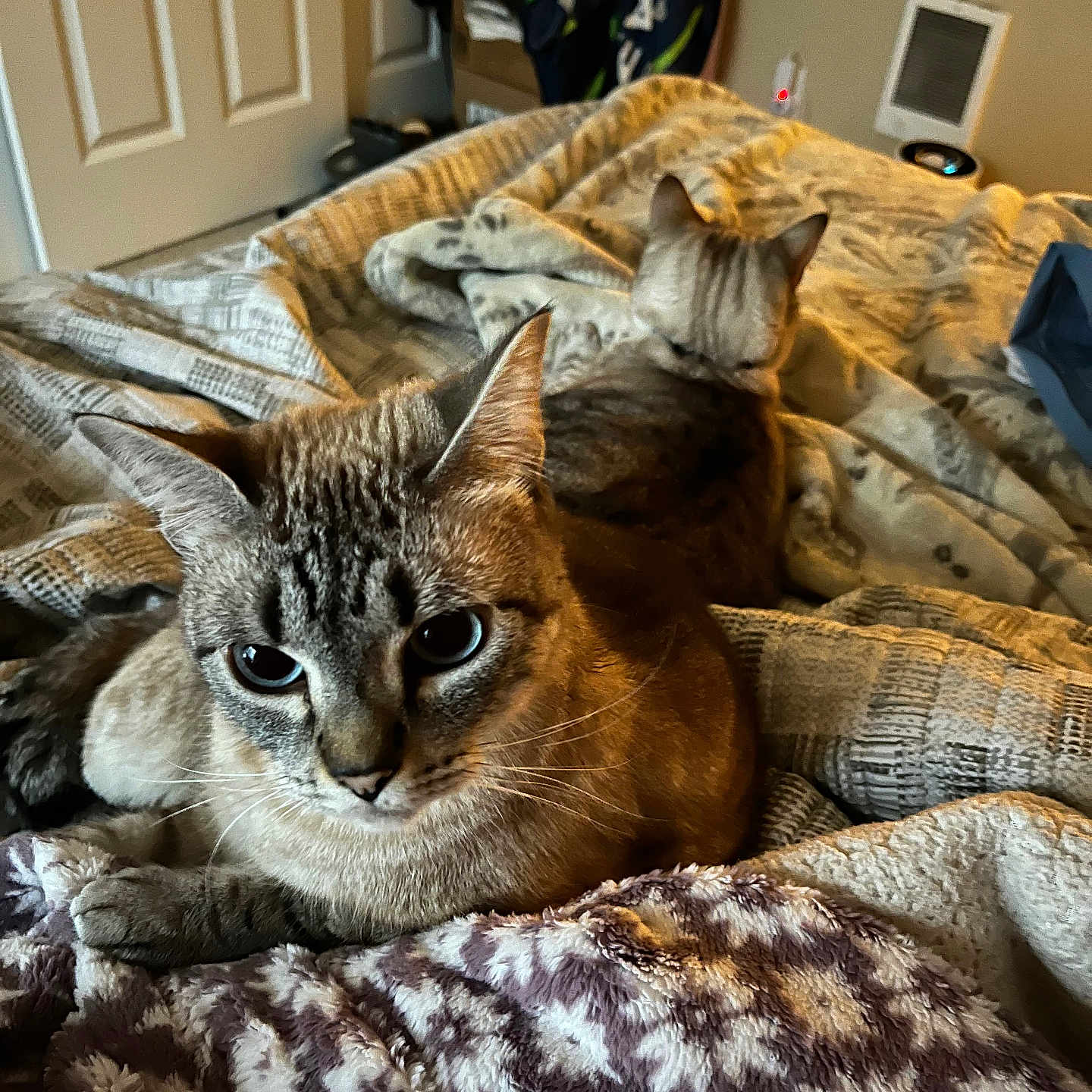 Danielle Serkinpoole