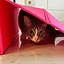 Bruce joined the competition — help win amazing prizes! alert, animal, cat, closeup, curious, cute, domestic, ears, face, feline, floor, hiding, household, indoor, marble_floor, pet, pink_folder, playful, tabby, whiskers