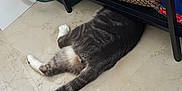 Bruce is registered to the contest to win money with this photo: animal, bag, basket, cat, floor, furniture, gray_fur, hidden, home, indoor, marble, pet, relaxed, resting, shadow, shelf, striped, tail, tile, white_paws