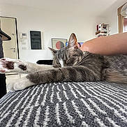 Bruce is registered to the contest to win money with this photo: cat, close_up, cozy, domestic_animal, furniture, gray, home, human_arm, indoor, living_room, paw, peaceful, pet, relaxing, resting, sleeping, soft_light, stretching, tabby, texture