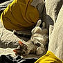 Bruce is registered to the contest to win money with this photo: animal, cat, comfort, couch, cozy, domestic, feline, fur, home, indoor, nap, pet, relaxed, resting, sleeping, soft, striped, sunlight, whiskers, yellow_pillow
