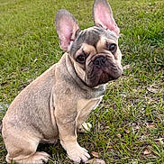 Wilson is registered to the contest to win money with this photo: dog, french_bulldog, puppy, grass, outdoor, pet, animal, sitting, ears, cute, nature, canine, mammal, young, portrait, fur, eyes, snout, adorable, companion