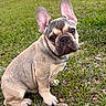 dog, french_bulldog, puppy, grass, outdoor, pet, animal, sitting, ears, cute, nature, canine, mammal, young, portrait, fur, eyes, snout, adorable, companion