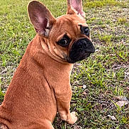 Lainy is registered to the contest to win money with this photo: dog, puppy, french_bulldog, grass, outdoor, pet, animal, ears, brown, cute, looking_back, sitting, nature, young, canine, fur, adorable, portrait, small_dog, companion