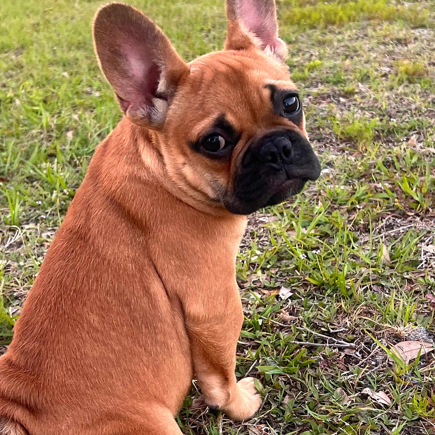 Lainy